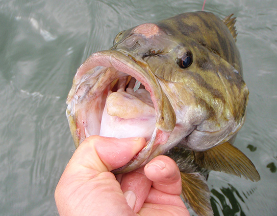 Smallmouth Bass, June 2015