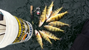 Wil’s Five Tip’s For a More Productive and Safe Late Season Perch Bite
